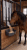 <img src="..." alt="Автокормушка для лошадей, оборудование для кормления КРС">